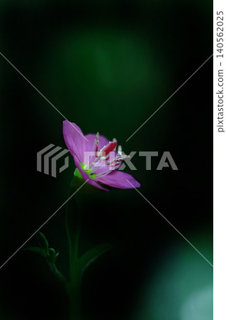 美麗的紅色月見草 140562025