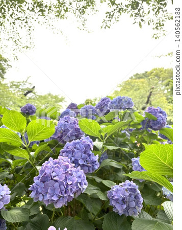 繡球 140562188