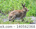 Summer haired Ezeki rabbit 140562368