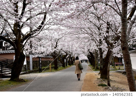 Akizuki Sugi no Baba (Akizuki Castle Ruins) and cherry blossoms in full bloom in Asakura City, Fukuoka Prefecture 140562381
