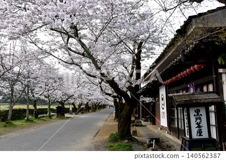 Akizuki Sugi no Baba (Akizuki Castle Ruins), cherry blossoms in full bloom, and Kuromon Chaya in Asakura City, Fukuoka Prefecture Akizuki Sugi no Baba (Akizuki Castle Ruins), cherry blossoms in full bloom, and Kuromon Chaya in Asakura City, Fukuoka Prefecture 140562387