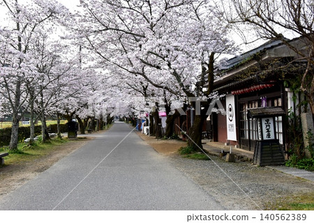 Akizuki Sugi no Baba (Akizuki Castle Ruins), cherry blossoms in full bloom, and Kuromon Chaya in Asakura City, Fukuoka Prefecture Akizuki Sugi no Baba (Akizuki Castle Ruins), cherry blossoms in full bloom, and Kuromon Chaya in Asakura City, Fukuoka Prefecture 140562389