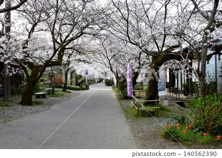 Akizuki Sugi no Baba (Akizuki Castle Ruins), cherry blossoms in full bloom, and tourist facilities in Asakura City, Fukuoka Prefecture Akizuki Sugi no Baba (Akizuki Castle Ruins), cherry blossoms in full bloom, and tourist facilities in Asakura City, Fukuoka Prefecture 140562390