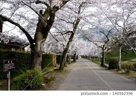 Akizuki Sugi no Baba (Akizuki Castle Ruins) and cherry blossoms in full bloom in Asakura City, Fukuoka Prefecture 140562396