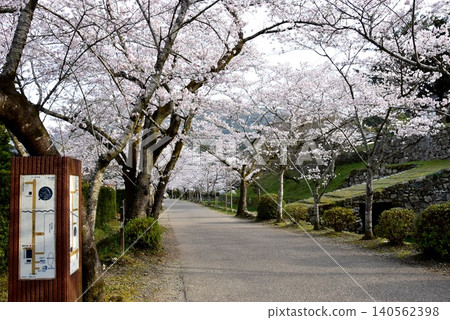 Akizuki Sugi no Baba (Akizuki Castle Ruins), Kawarazaka Slope, and Cherry Blossoms in Full Bloom in Asakura City, Fukuoka Prefecture Akizuki Sugi no Baba (Akizuki Castle Ruins), Kawarazaka Slope, and Cherry Blossoms in Full Bloom in Asakura City, Fukuoka Prefecture 140562398