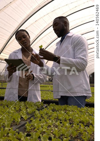 African american colleagues inspecting lettuce seedlings on benches at greenhouse using tablet African american colleagues inspecting lettuce seedlings on benches at greenhouse using tablet 140562469