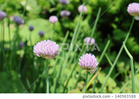花園裡的韭菜開花了 花園裡的韭菜開花了 140563588