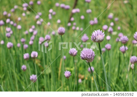 Chives blooming in the garden 140563592