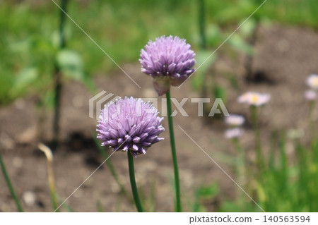 花園裡的韭菜開花了 140563594
