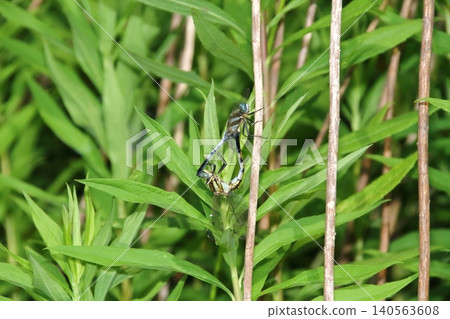 A common skimmer dragonfly (Orthetrum albistylum) mating while perched on a plant stem. 140563608