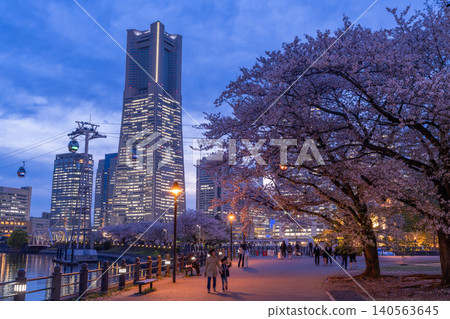 港未來夜景以及岸道長廊的夜間櫻花。 港未來夜景以及岸道長廊的夜間櫻花。 140563645