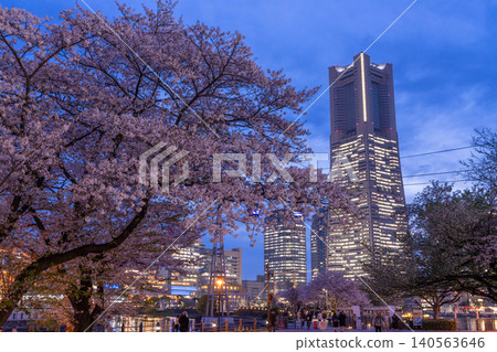 港未來夜景以及岸道長廊的夜間櫻花。 140563646