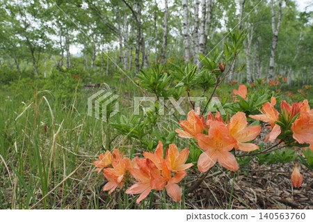 杜鵑花(Rhododendron molle)的深紅色花朵和白樺樹 杜鵑花(Rhododendron molle)的深紅色花朵和白樺樹 140563760