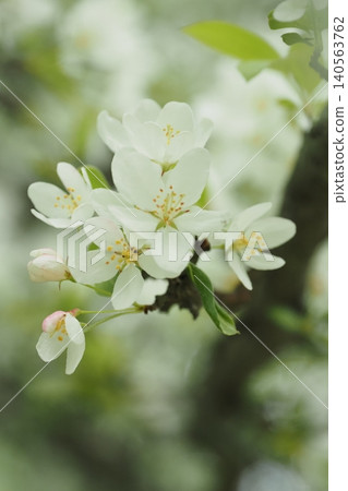 嬌嫩的白色花朵 嬌嫩的白色花朵 140563762