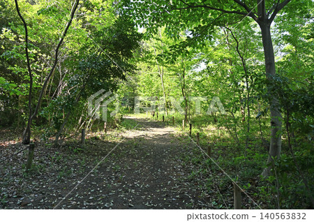 Iwatsuki Walk: Green Trust Conservation Area No. 7 Iwatsuki Walk: Green Trust Conservation Area No. 7 140563832