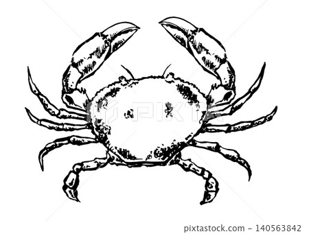 Engraved crab. Vector illustration for restaurant menus and textile design. Engraved crab. Vector illustration for restaurant menus and textile design. 140563842