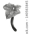 Hand-drawn monochrome watercolor illustration of a cucumber with leaves [Hand-drawn] White background, cutout, with space for copying 140563845