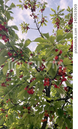 Cherry tree with ripe red fruits in natural landscape. Cherry tree with ripe red fruits in natural landscape. 140563909