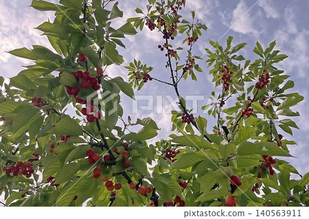 Cherry tree with ripe red fruits in natural landscape. Cherry tree with ripe red fruits in natural landscape. 140563911