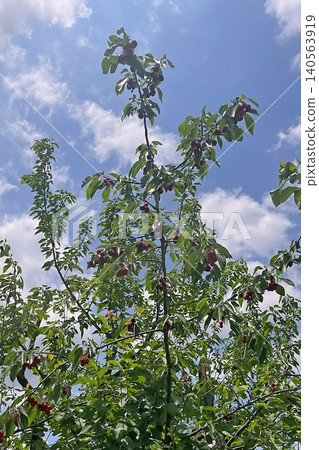 Cherry tree with ripe red fruits in natural landscape. 140563919