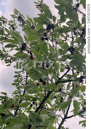 Cherry tree with ripe red fruits in natural landscape. Cherry tree with ripe red fruits in natural landscape. 140563929