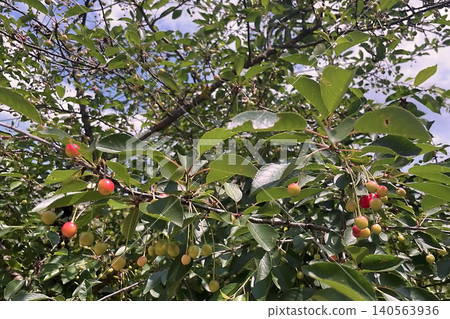 Cherry tree with ripe red fruits in natural landscape. Cherry tree with ripe red fruits in natural landscape. 140563936