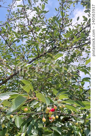 Cherry tree with ripe red fruits in natural landscape. Cherry tree with ripe red fruits in natural landscape. 140563937