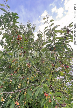 Cherry tree with ripe red fruits in natural landscape. Cherry tree with ripe red fruits in natural landscape. 140563941