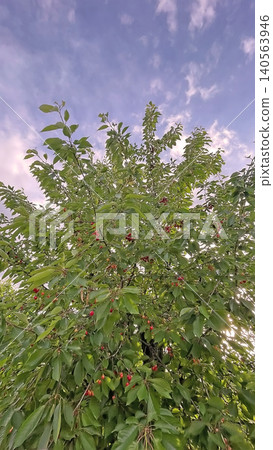 Cherry tree with ripe red fruits in natural landscape. Cherry tree with ripe red fruits in natural landscape. 140563946