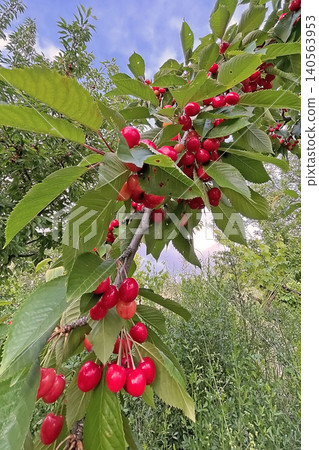 Cherry tree with ripe red fruits in natural landscape. Cherry tree with ripe red fruits in natural landscape. 140563953