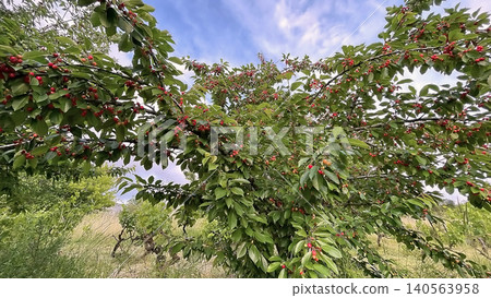 Cherry tree with ripe red fruits in natural landscape. Cherry tree with ripe red fruits in natural landscape. 140563958