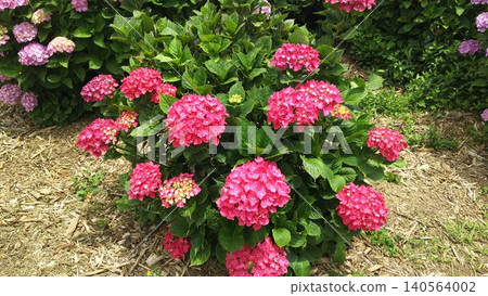 Hydrangea of pink color Hydrangea of pink color 140564002