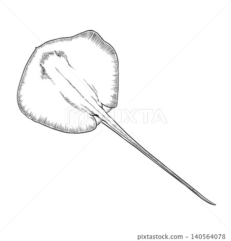 Stingray Line Art Illustration Vintage Engraving Style Stingray Line Art Illustration Vintage Engraving Style 140564078
