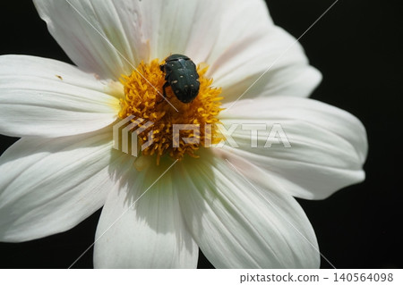 Dahlia flowers and namuguri Dahlia flowers and namuguri 140564098