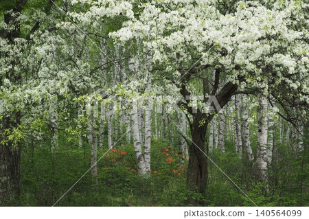 高原和白樺樹上盛開著小梨屬（Konashi）的白色花朵。 140564099