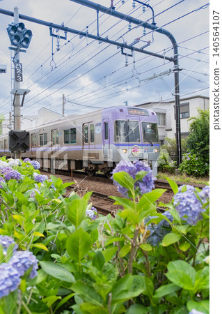 Keio Inokashira Line and Hydrangea Keio Inokashira Line and Hydrangea 140564107