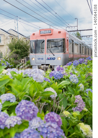 Keio Inokashira Line and Hydrangea Keio Inokashira Line and Hydrangea 140564108