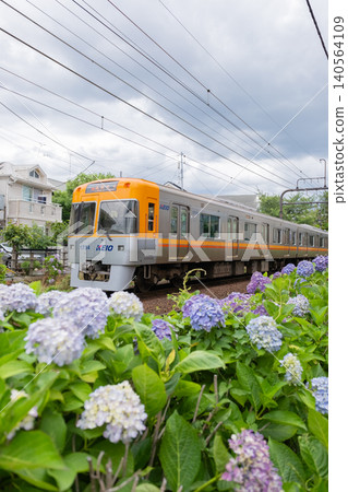 Keio Inokashira Line and Hydrangea Keio Inokashira Line and Hydrangea 140564109