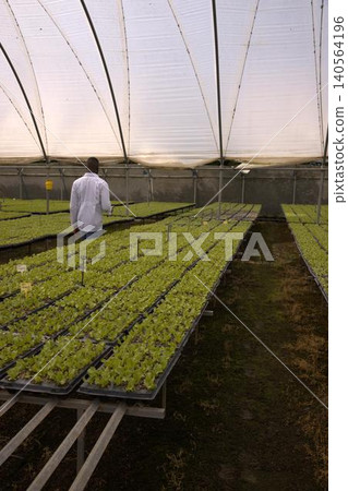 African american technician walking greenhouse aisles by metal benches inspecting seedling trays African american technician walking greenhouse aisles by metal benches inspecting seedling trays 140564196