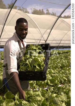 African american man harvesting in greenhouse holding black crate filled with lettuce African american man harvesting in greenhouse holding black crate filled with lettuce 140564200