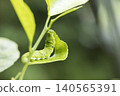 Swallowtail butterfly larvae eating lemon leaves 140565391