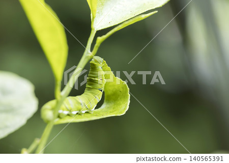 Swallowtail butterfly larvae eating lemon leaves Swallowtail butterfly larvae eating lemon leaves 140565391