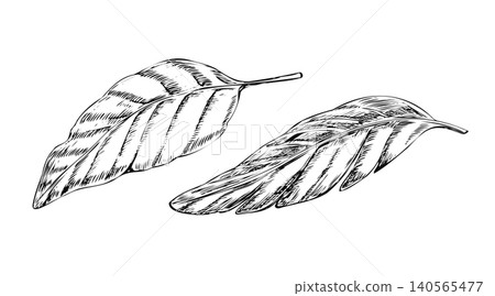 Banana leaves hand drawn black ink line art illustration. Minimalist tropical foliage sketch isolated on white for exotic resort branding, summer textile print, fabric design, and wall decor Banana leaves hand drawn black ink line art illustration. Minimalist tropical foliage sketch isolated on white for exotic resort branding, summer textile print, fabric design, and wall decor 140565477
