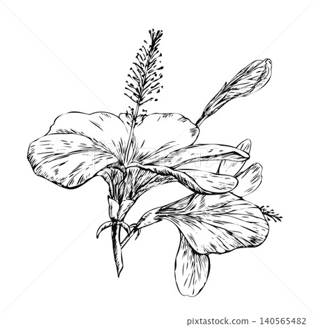 Hibiscus flower branch with full bloom bud and falling petal. Hand drawn ink line art botanical sketch isolated on white for luxury perfume packaging, skincare logo, and floral tattoo design Hibiscus flower branch with full bloom bud and falling petal. Hand drawn ink line art botanical sketch isolated on white for luxury perfume packaging, skincare logo, and floral tattoo design 140565482