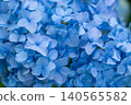 Hyogo Prefecture, Ajisai Flora Miki 140565582