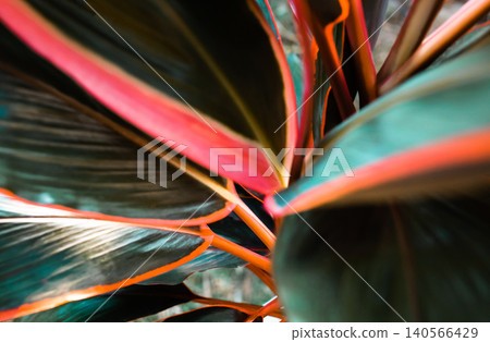 Selective focus soft blur, Leaf or plant Cordyline fruticosa leaves calming coral colorful vivid tropical nature background Selective focus soft blur, Leaf or plant Cordyline fruticosa leaves calming coral colorful vivid tropical nature background 140566429