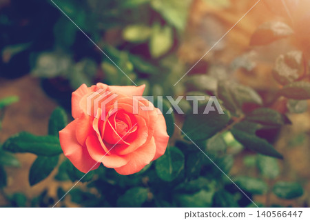 Beautiful pink rose colorful vivid tropical nature background Beautiful pink rose colorful vivid tropical nature background 140566447