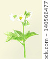 Hand-drawn monochrome watercolor illustration of potato blossoms with a colored background and copy space. 140566477