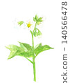 Watercolor illustration of potato flowers [Hand-drawn] White background, cutout, with copy space 140566478