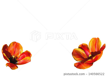 Two opened red orange tulip flower heads isolated on white 140566522